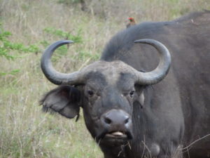 An African buffalo with an oxpecker peeking over at us