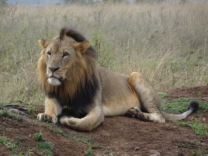 A male lion entirely unimpressed by the tourists flocking to see him