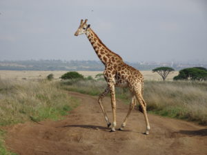One of many giraffes