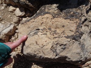 Stromatolite detail